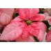 Monet Poinsettia